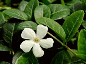 Barwinek pospolity 'Alba' (Vinca minor)